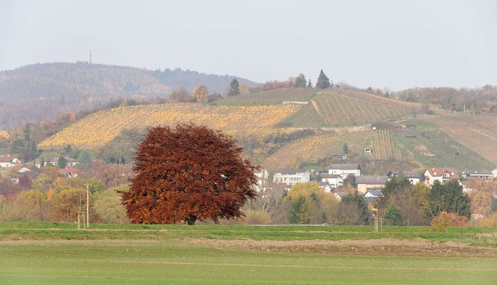 Baum, Bensheim und  Melibokus